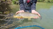 chalk stream river brown trout 1
